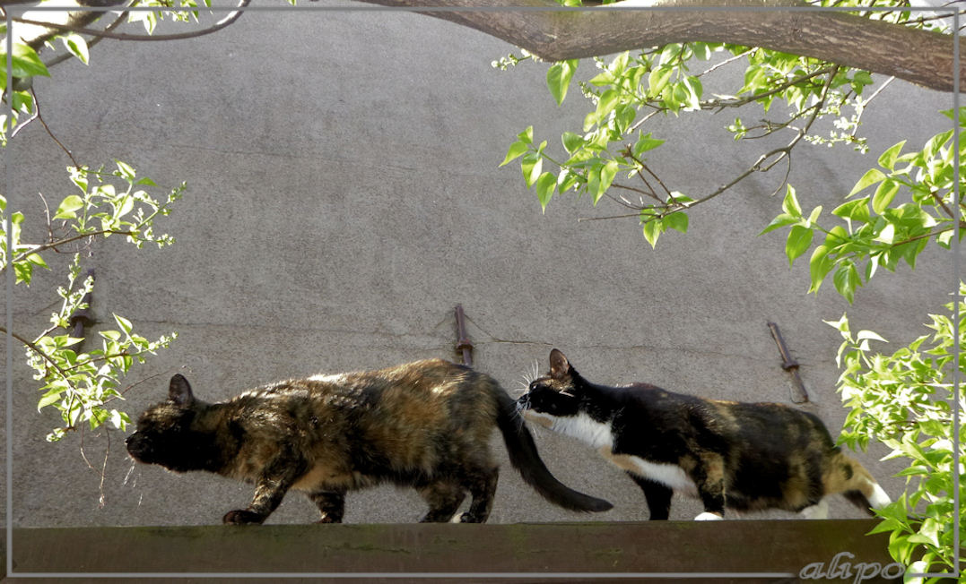 21-4-2018: Izzy voorop en Moppie er achteraan